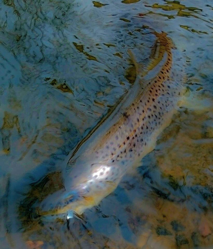 16298592_1684016508562931_906798476483793464_n