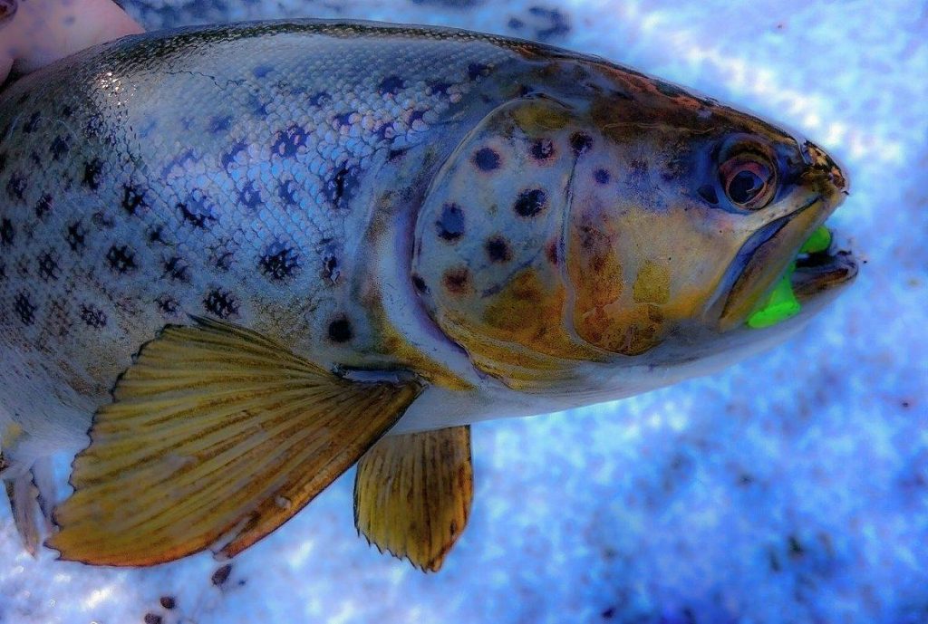 16409067_1684441631853752_637356089_o