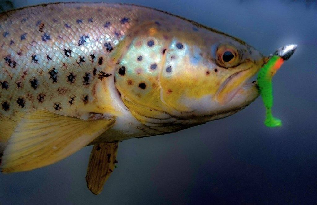 16409544_1684440938520488_1281598970_o