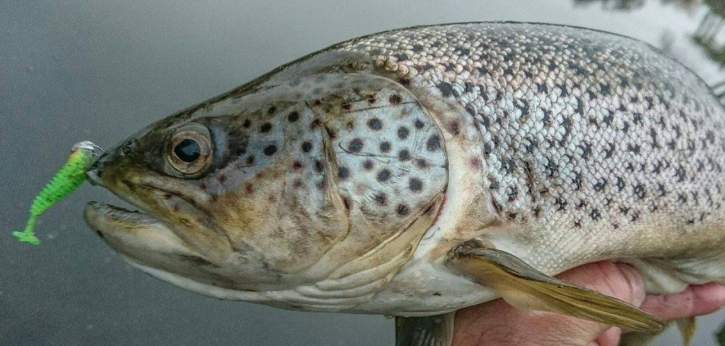 16409658_1684441268520455_1842174398_o