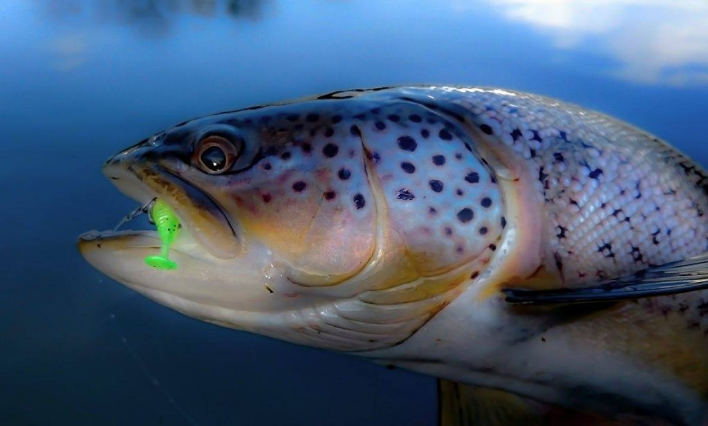 16409896_1684442315187017_1986425745_o