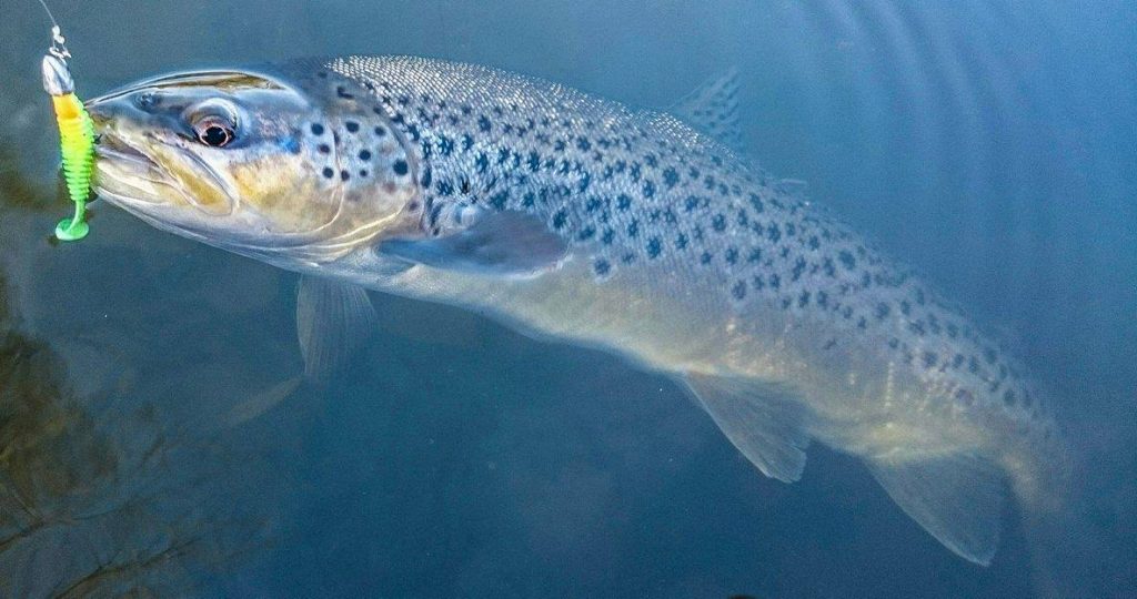 16444059_1684442395187009_841529322_o