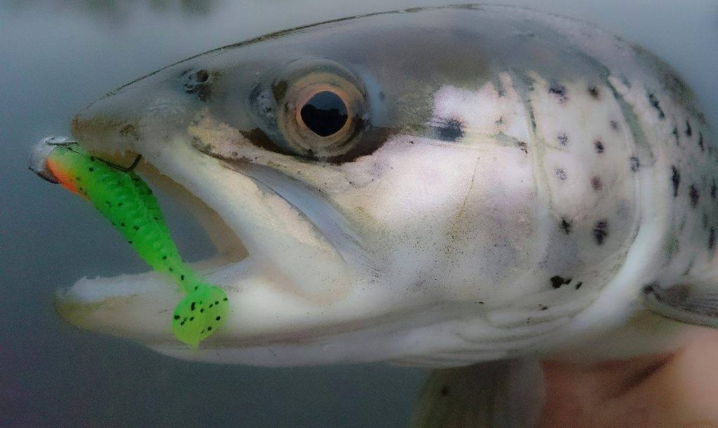 16466138_1684441085187140_93281412_o