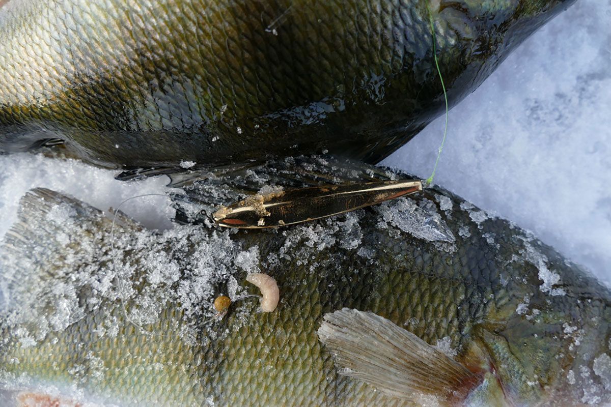 IKKE ALLE ABBOR ER STORE