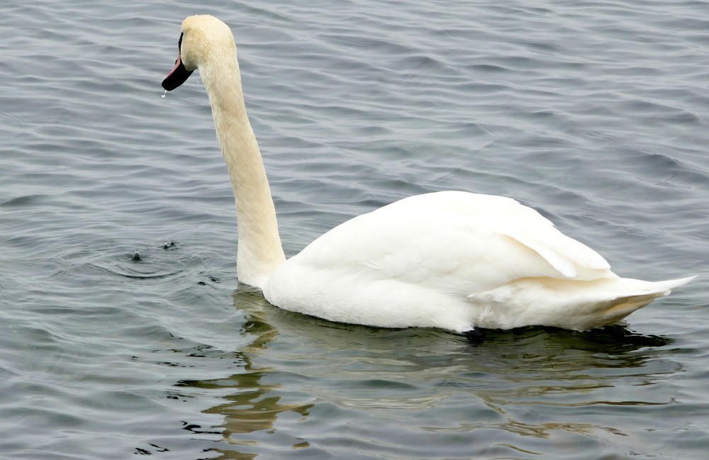 Blankedag etter SØ!