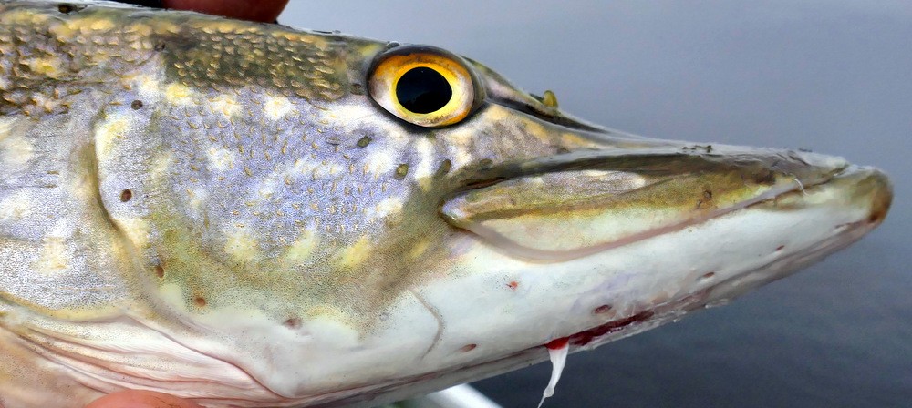 Årets 2. spinnfisketur, og vi har forsatt ikke blanka.