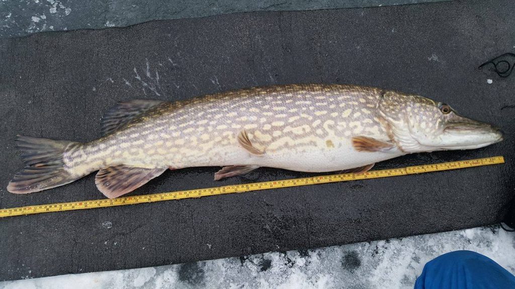 16492163_1429815860375425_804145050_o