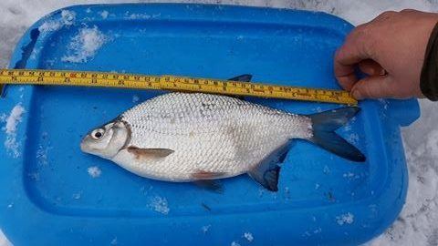 16507400_1429815320375479_1829824677_n