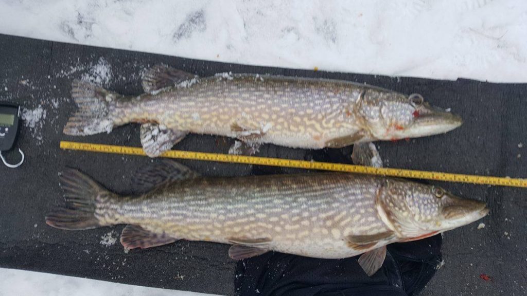 16523592_1429815967042081_674529012_o