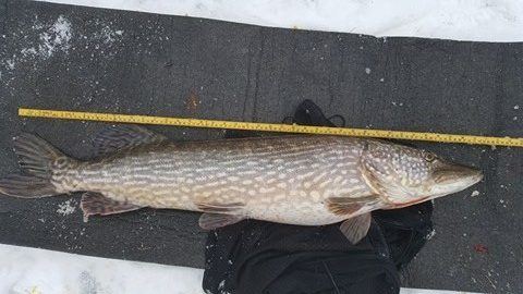 16558565_1429816117042066_76896762_n