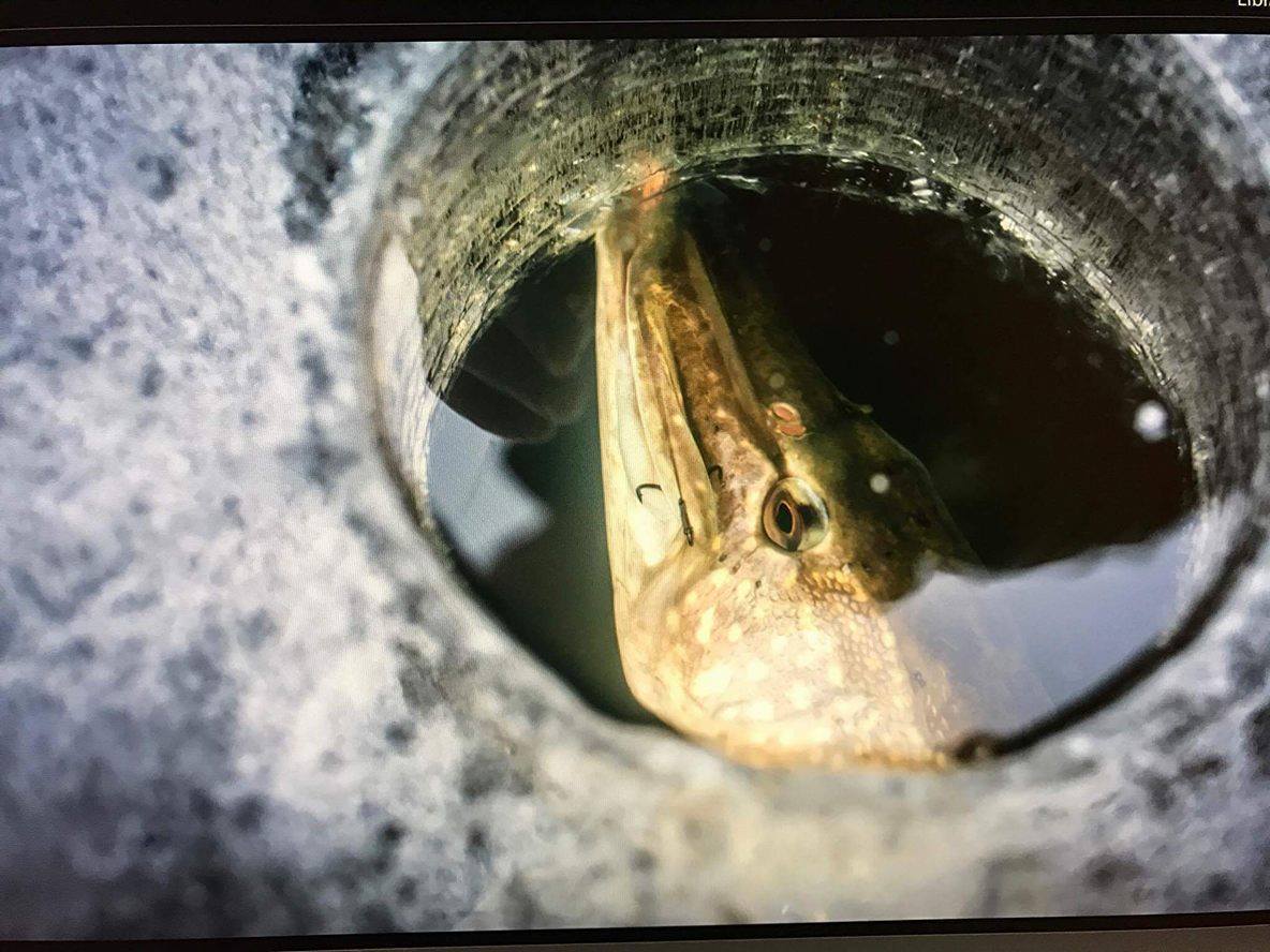 16586501_1429815597042118_1086908412_o