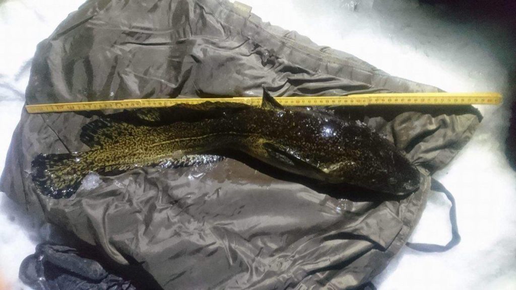 Guttetur på fjellet !! Herlig ørret og lakerapport av Raymond Svendsen.