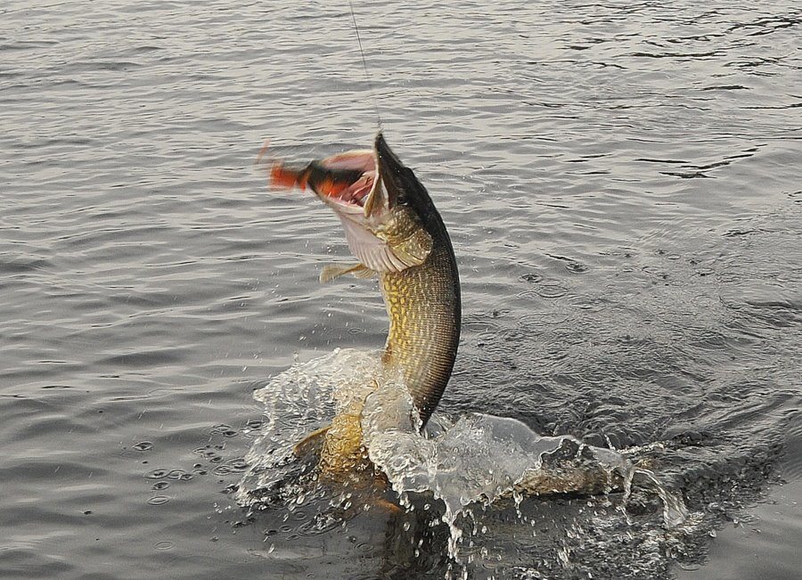 303116_10150304529920756_205441449_n