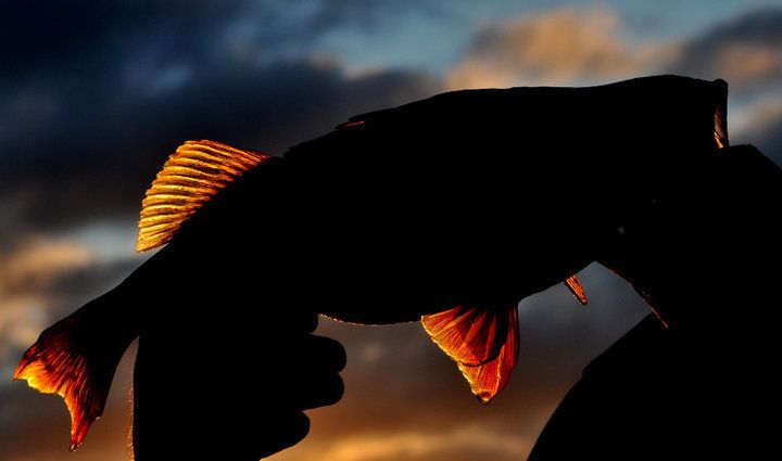 38205_415039705755_7921382_n