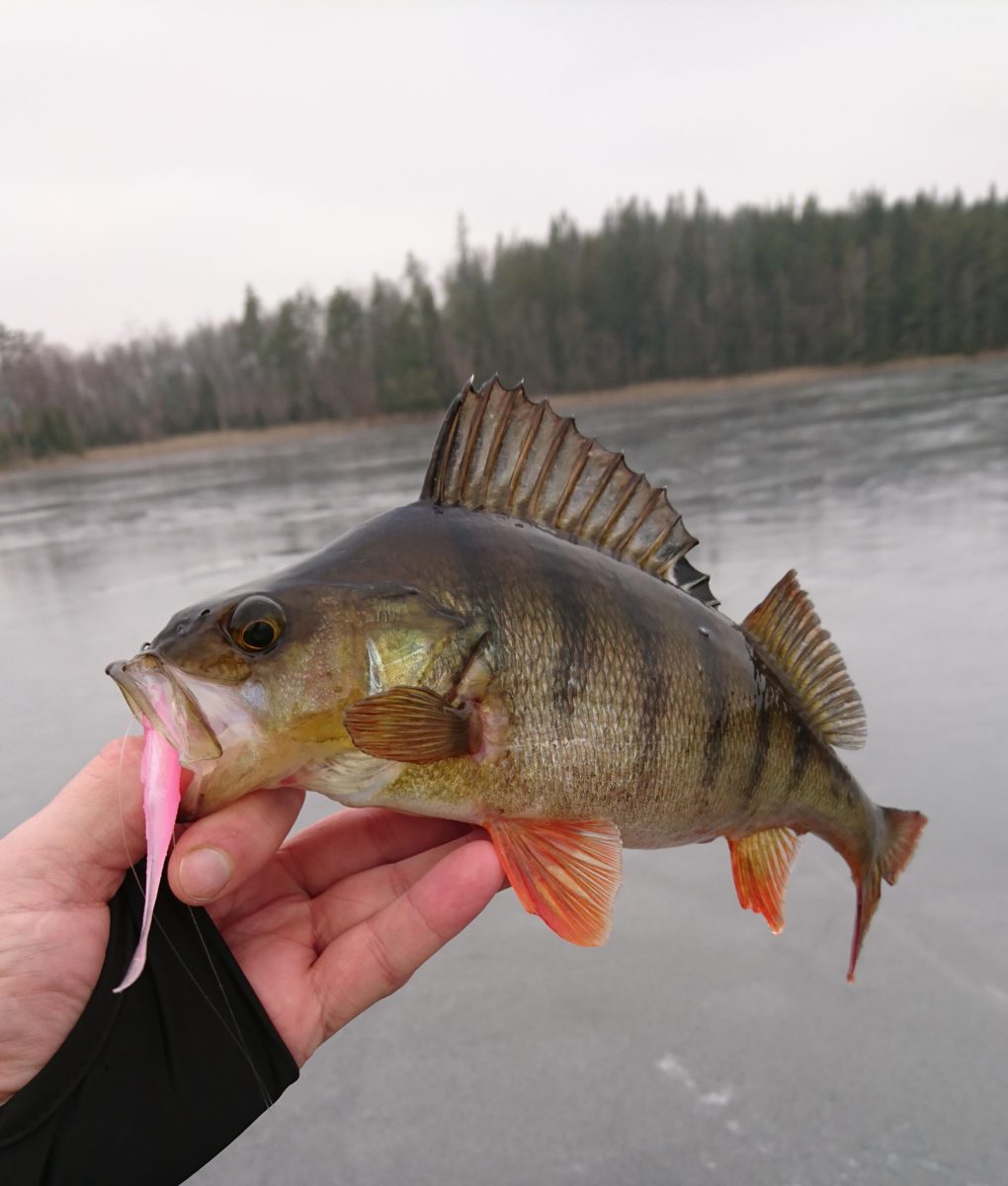 Pimpelfiske med jigg och Blade Bait.