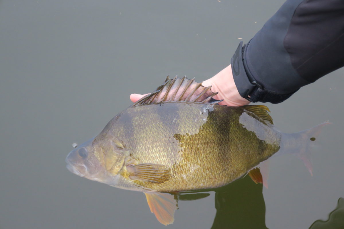 Vinter fiske.. En svår och kall historia!