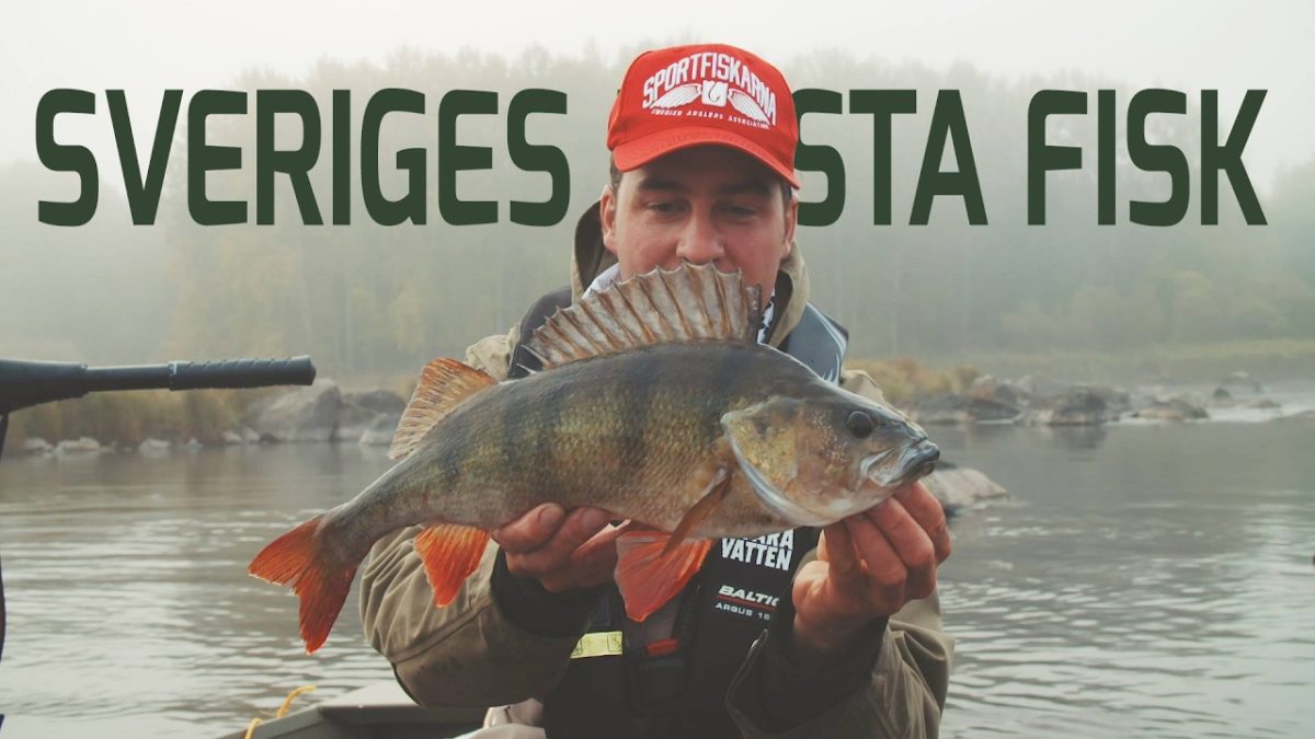 Sveriges Mesta Fisk – Abborren