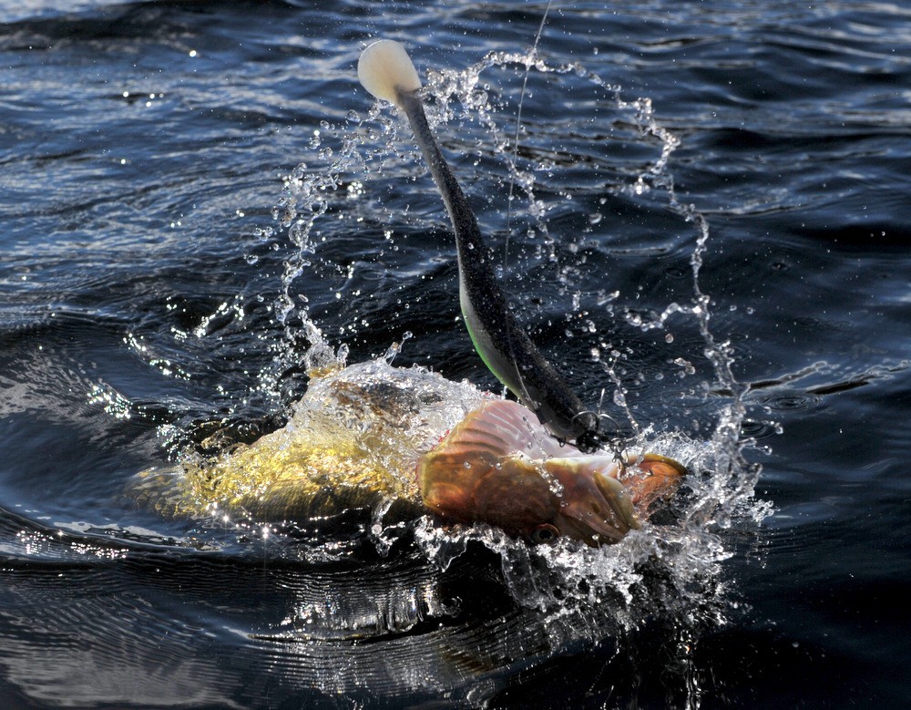 Fjått og tått på gjeddetåkt :-)