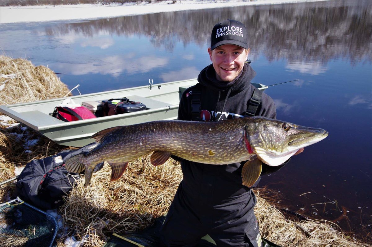 Grisvarning. Sølor ruler i konkurransen.