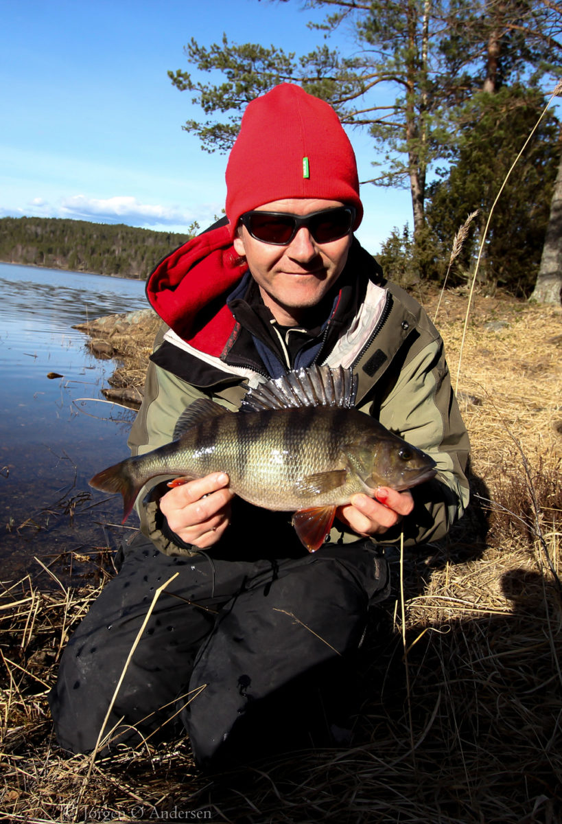 Herlig abbor innmelding fra JØA