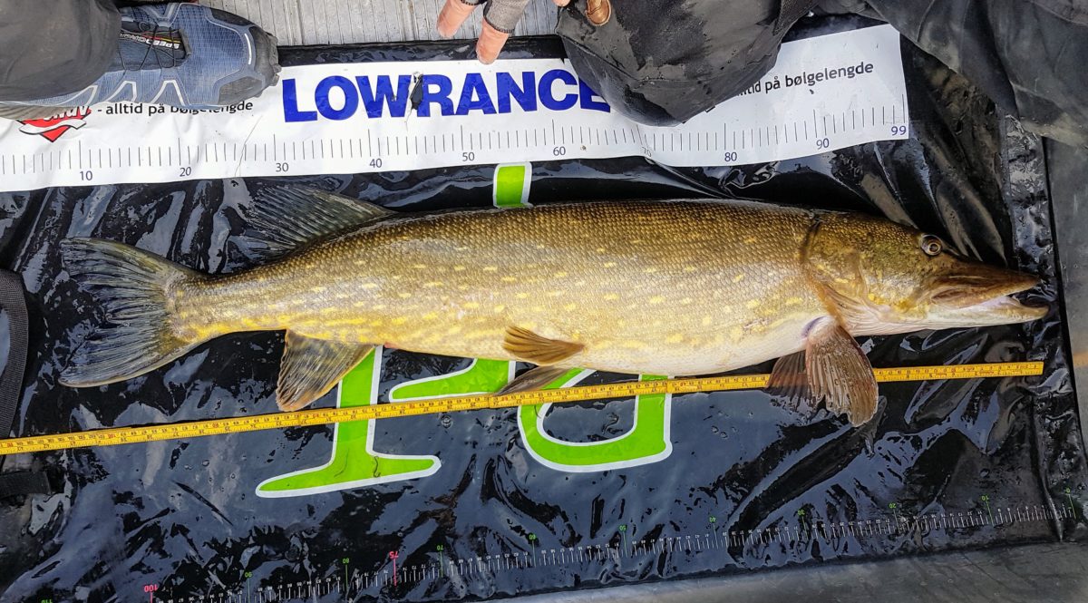 og VI HAR EN NY I TETEN………..VI SNAKKER Tørrisen, vi snakker RIP tail.