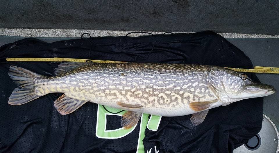 Da er helgen i Sverige over. 28 timer spinnfiske. 1034 kast og litt tell