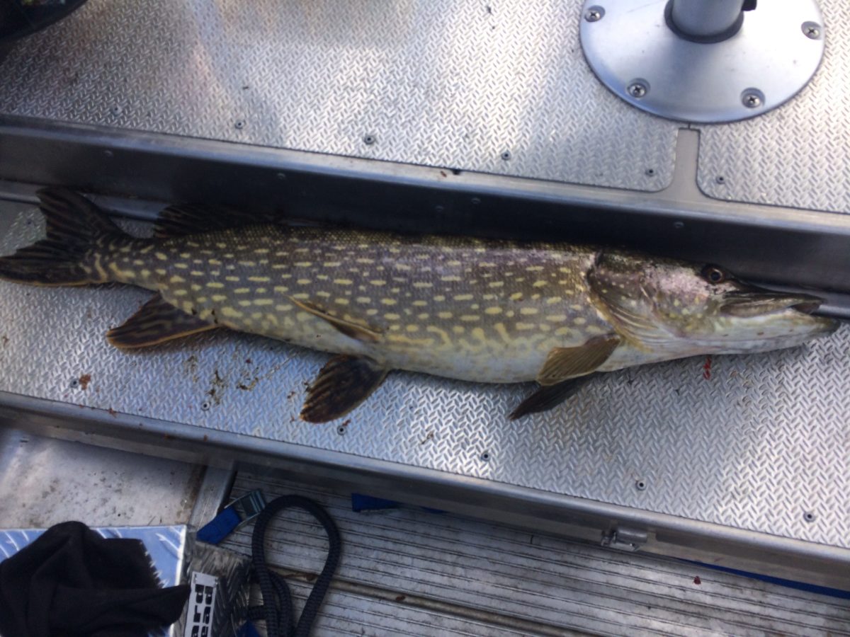 Anders Haugnes melder inn sin første pike!