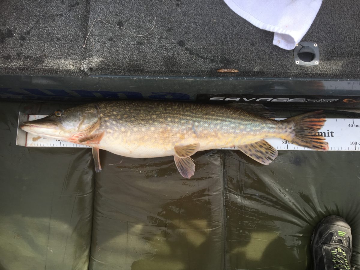 JAN ERIK UNNESTAD med sin første i 2017. Velkommen skal du være.