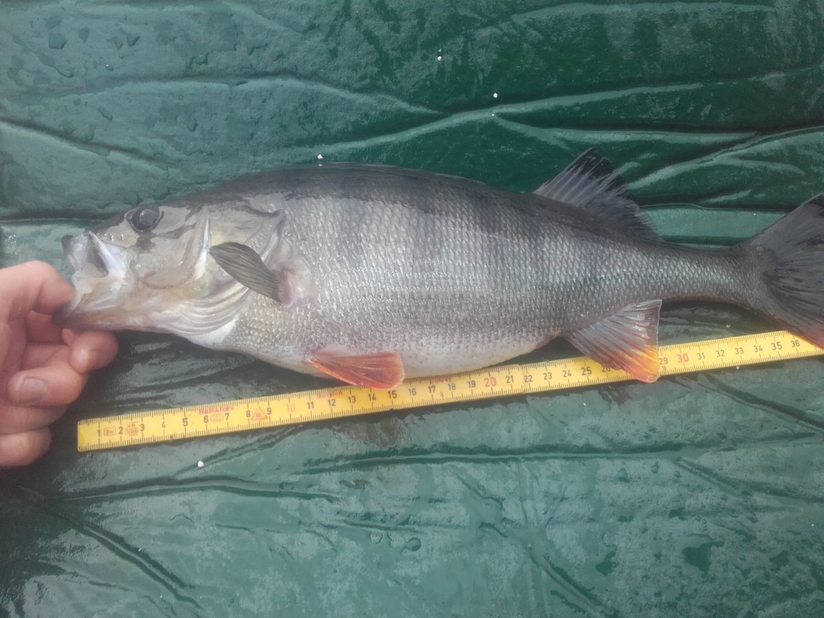 Nils Gedde slenger seg med i konkurransen.