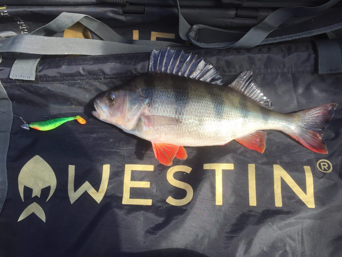 Og der gikk Petter Støttum ut av startblokka på abbor.