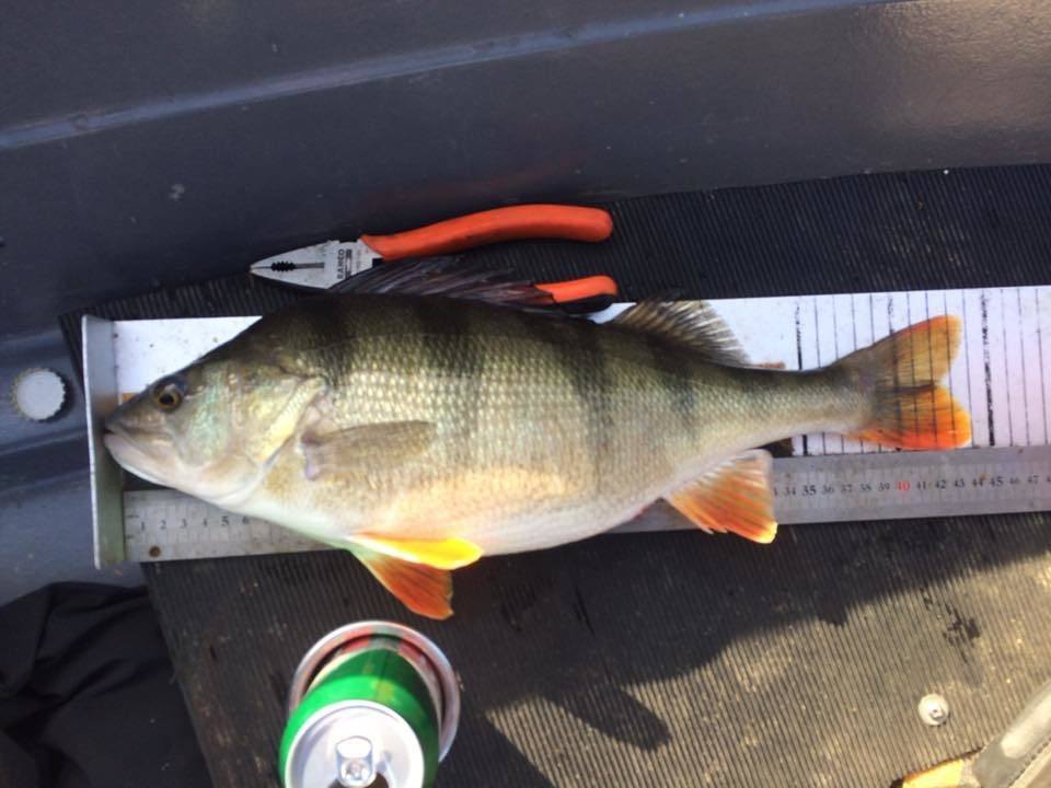 Jørgen Ødmann Andersen jakter på Svae i abbor konkurransen.