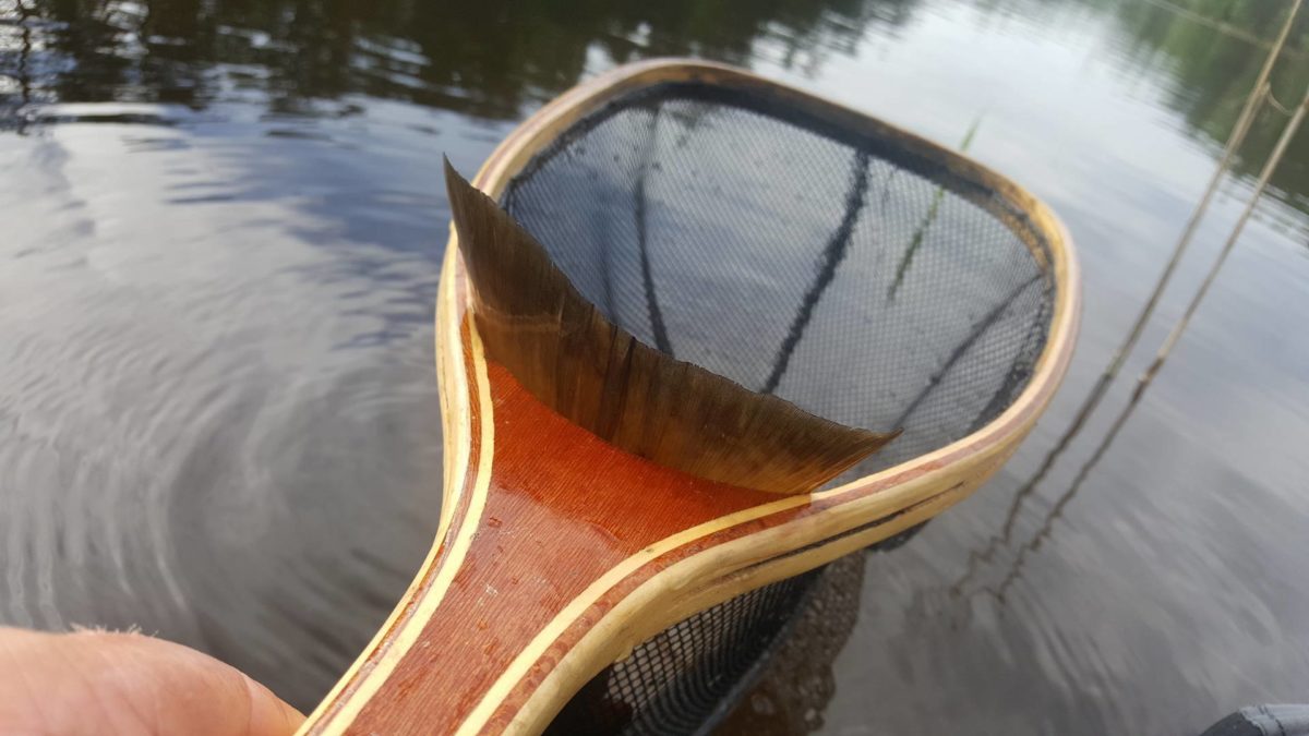 Hvorfor dra til Colahalvøya når 2kg’s ørreten super i seg Innsjøduskgjelledøgnflue (vulgata) i Norge.