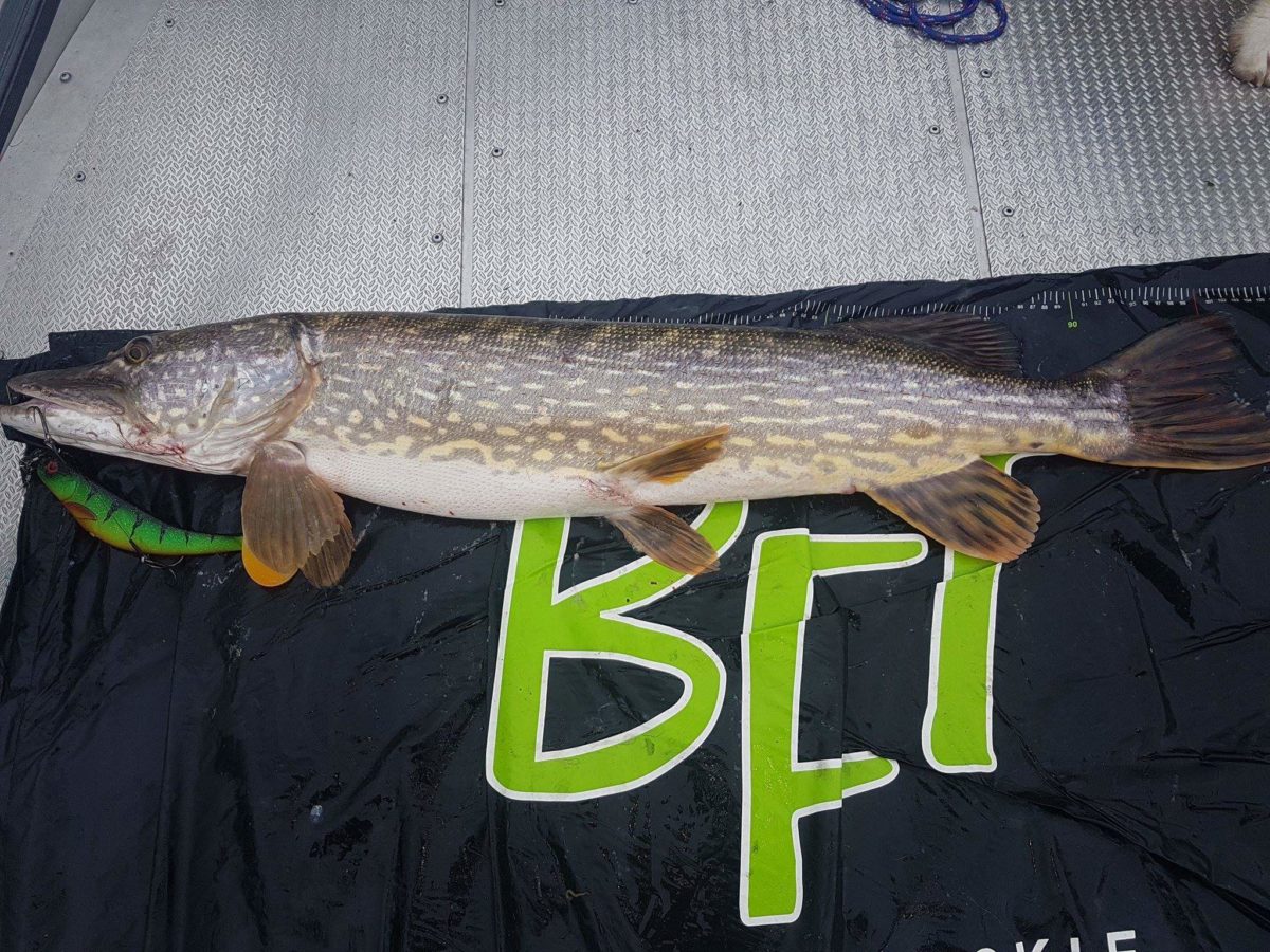 Atle Nerland bjur opp til pikdans med to nye inn i konkurransen.