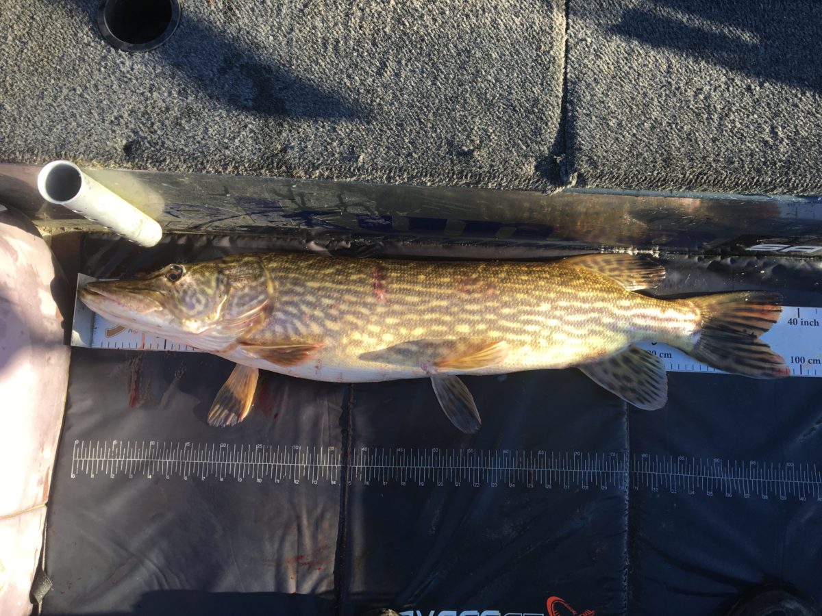 JAN ERIK UNNESTAD melder inn ny fisk!