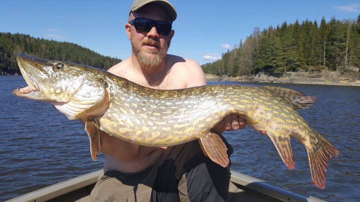 Jonas men enda en fin gjedde.