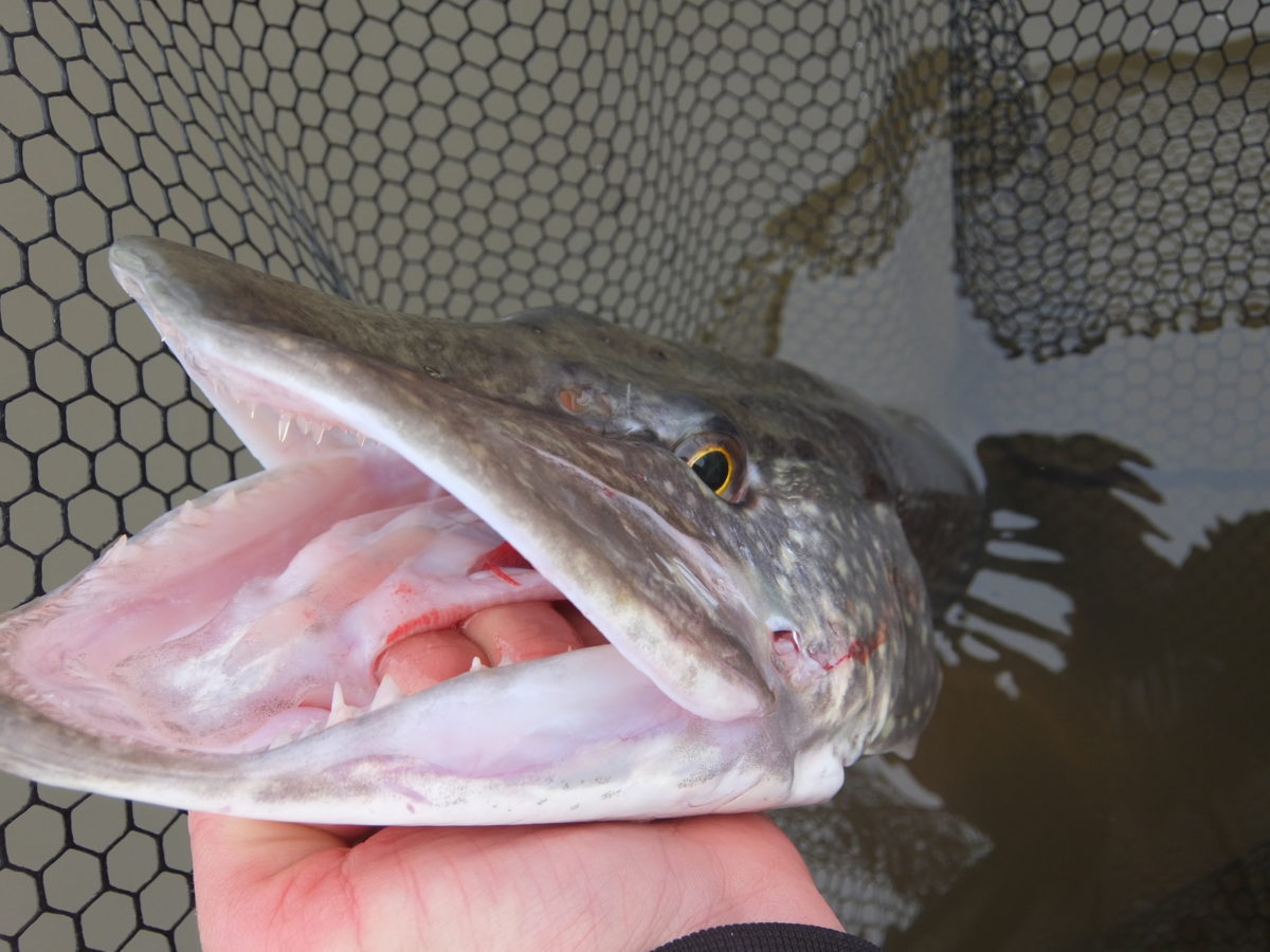 Møkkete vann og små shadder