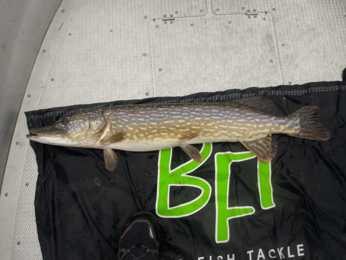 Atle Nerland inn med en ny gjedde!