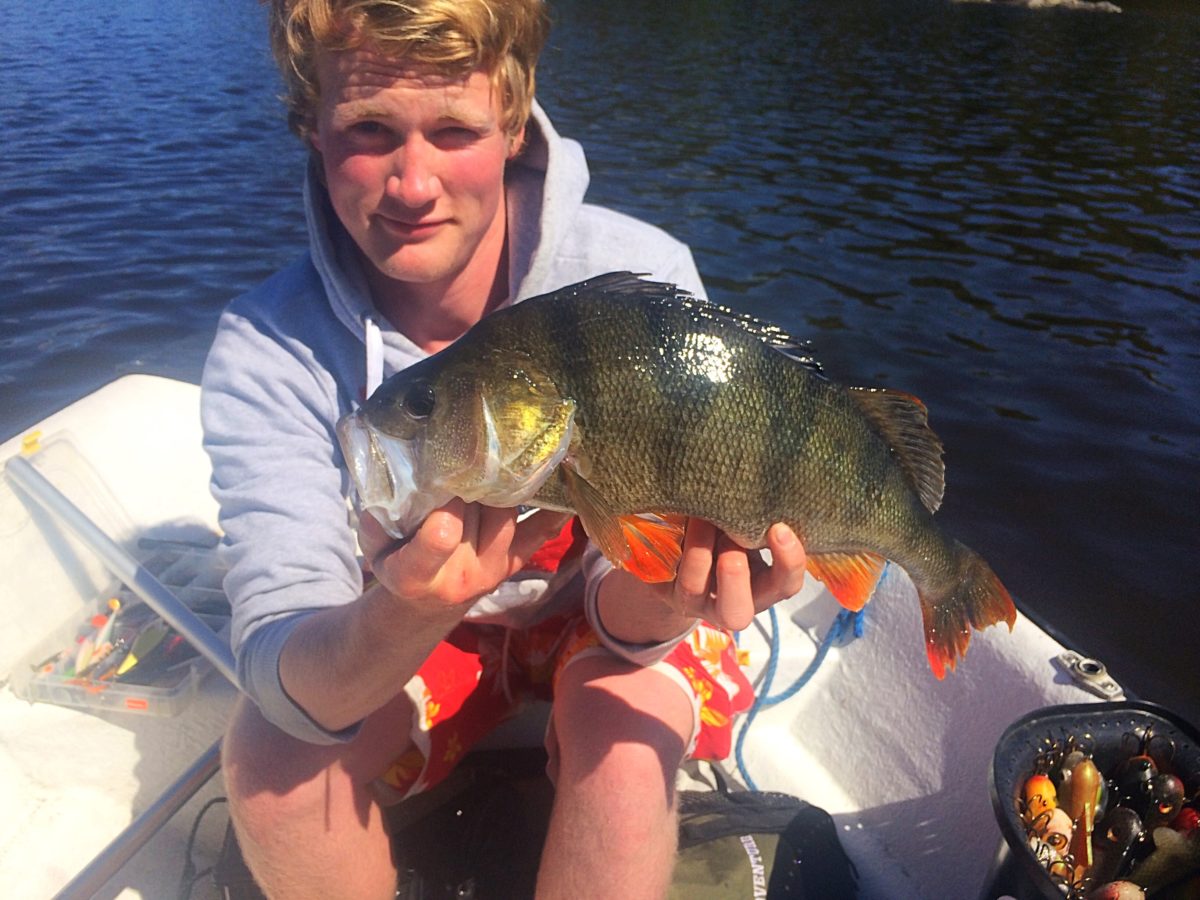 Nils Gedde med rå borre.