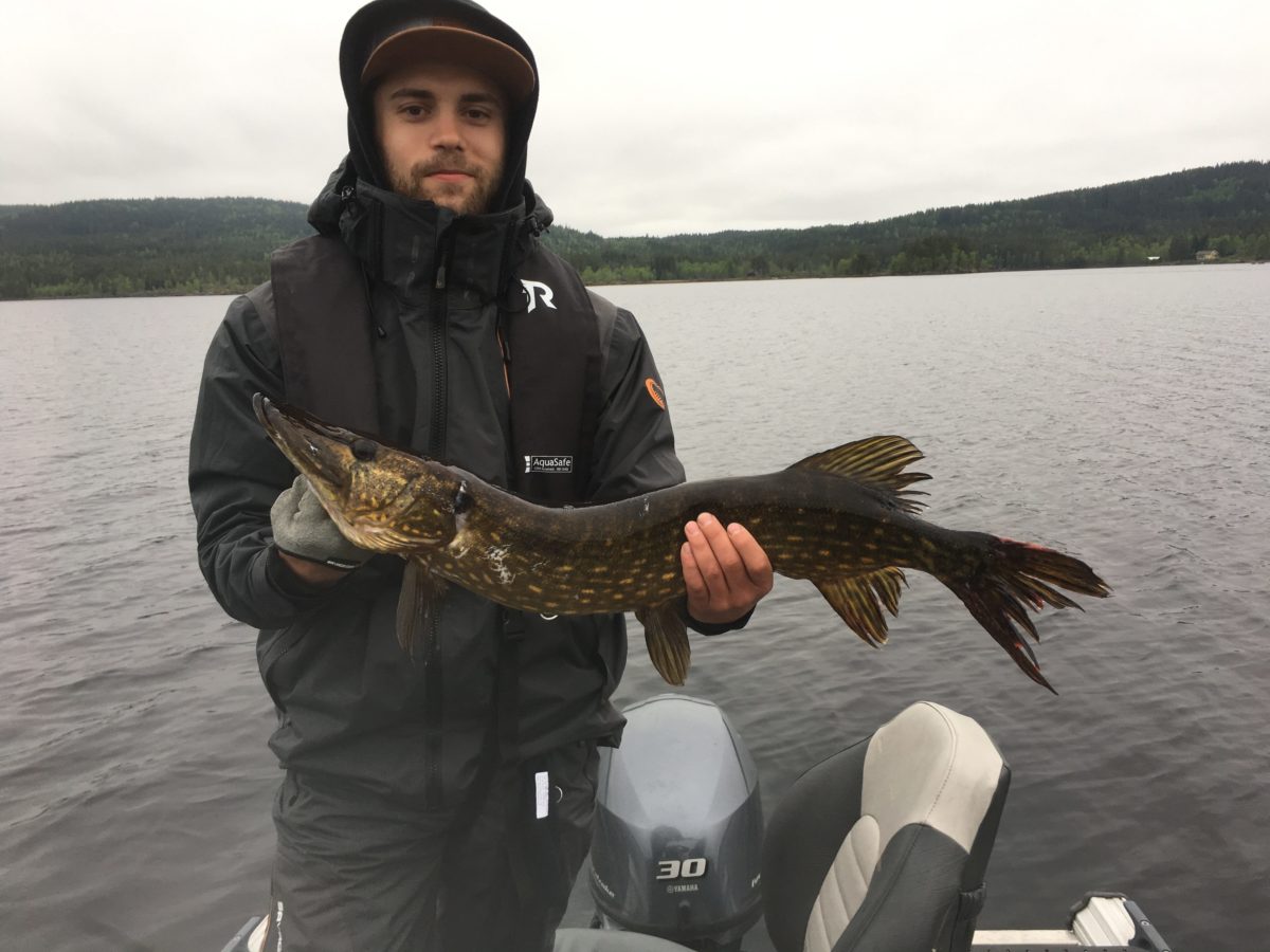 Dardan Istrefaj med sin 4. gjedde.