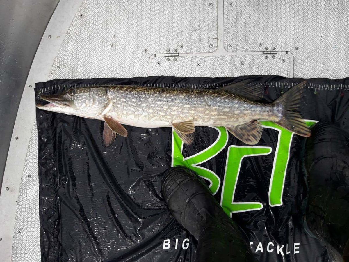 Atle Nerland melder inn enda ei gjedde!