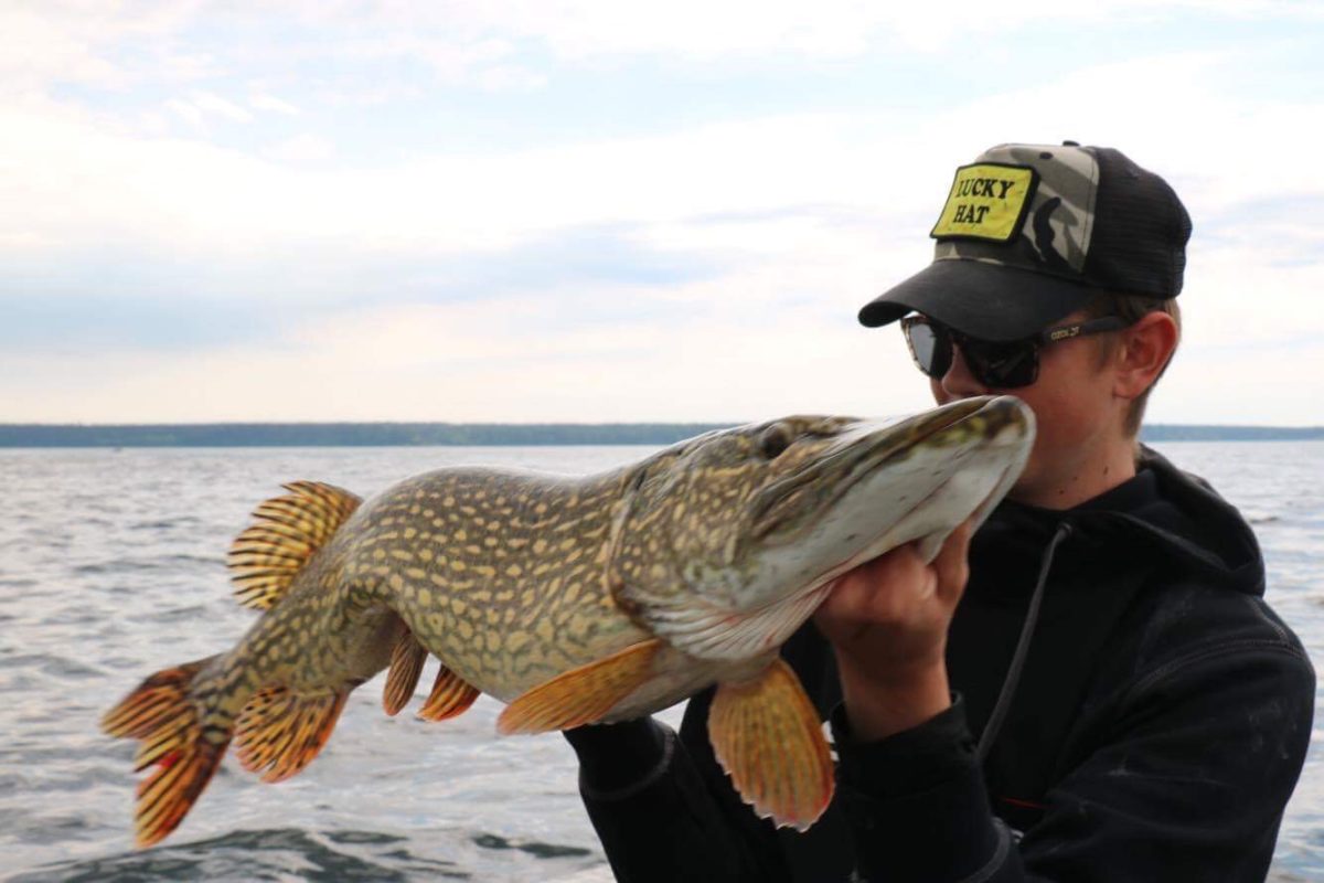 Pelagiskt gäddfiske