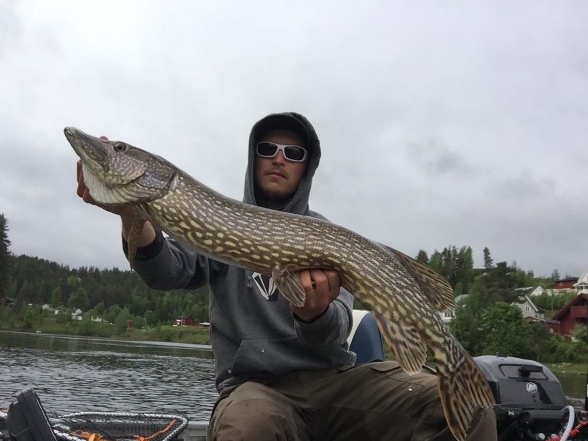 Christoffer Askheim melder inn 5+ gjedde!