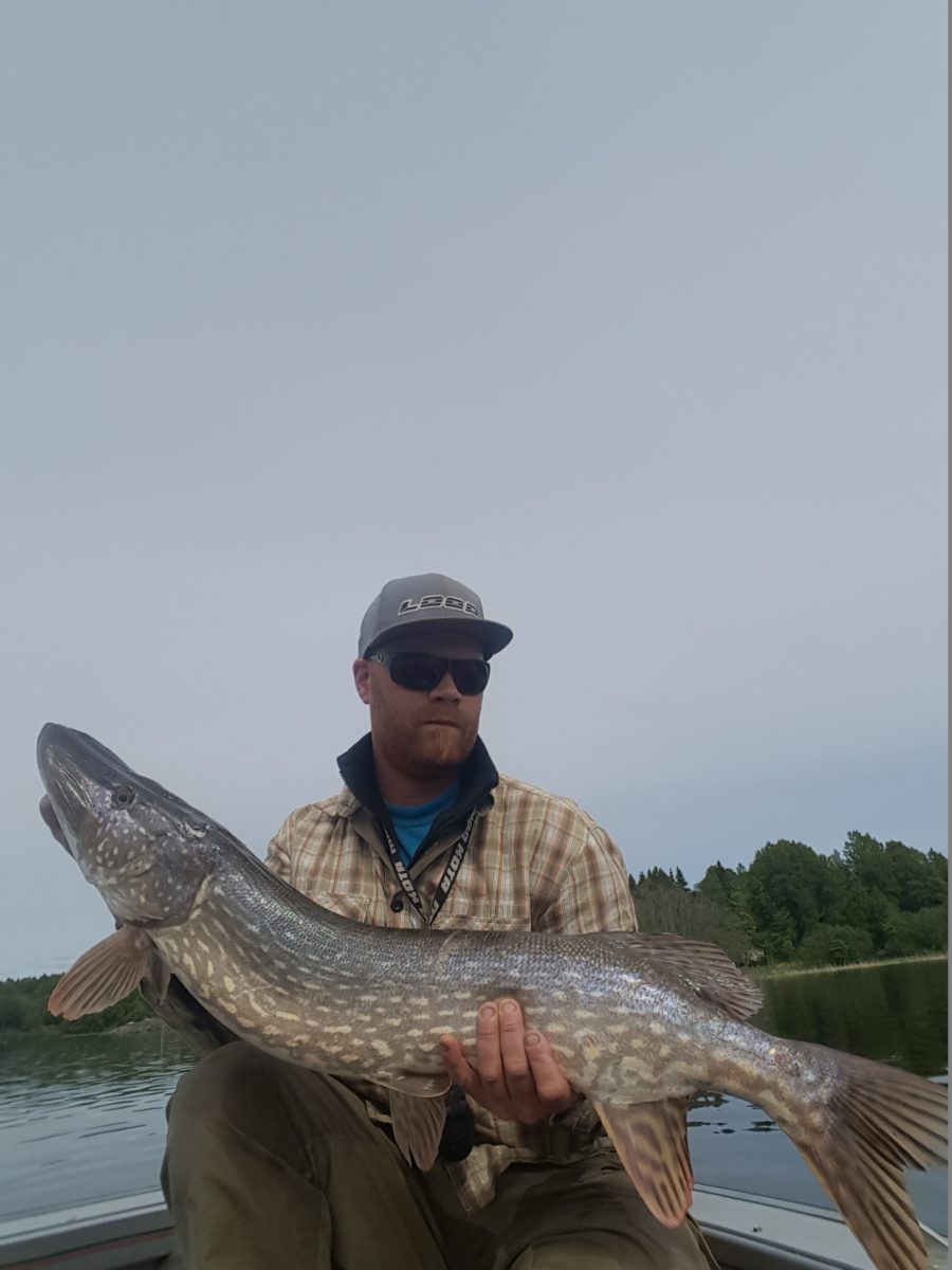 Raymond Svendsen melder inn ei finfin gjedde!