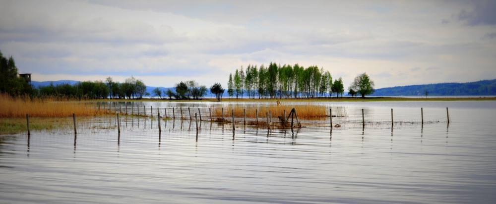 Et magisk år for gjedde ynglene våre.
