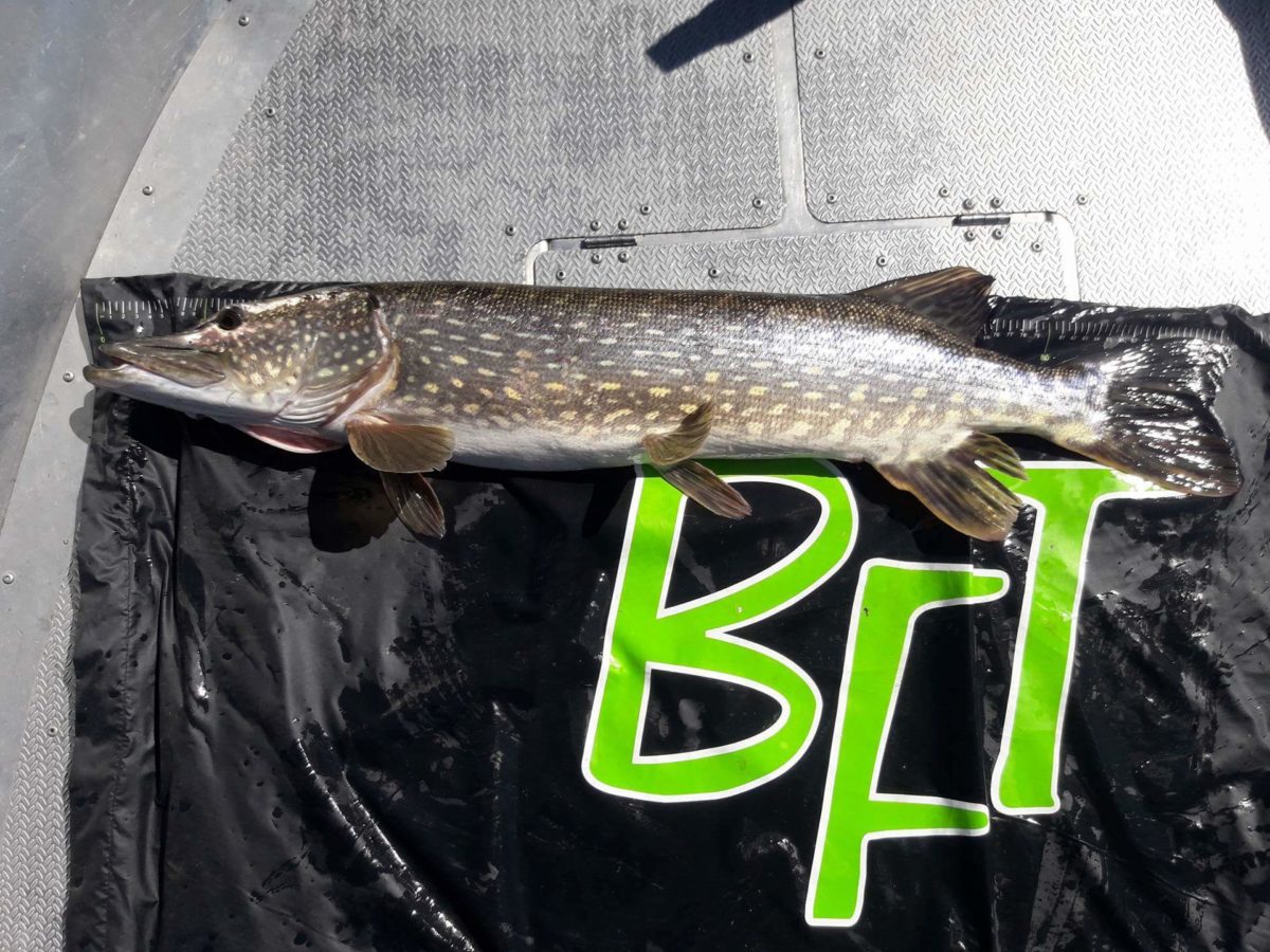 Alenas Krencius med ny innmelding!