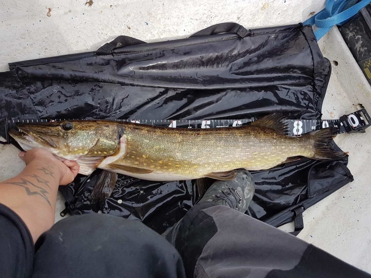 Alexander Nafstad med ny innmelding!