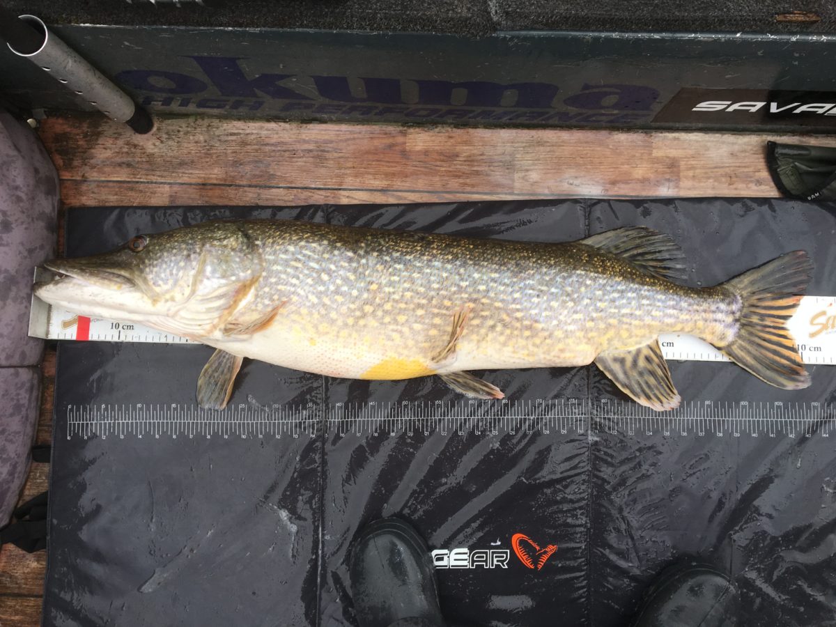 Jan E. Unnestad med flott fisk!!