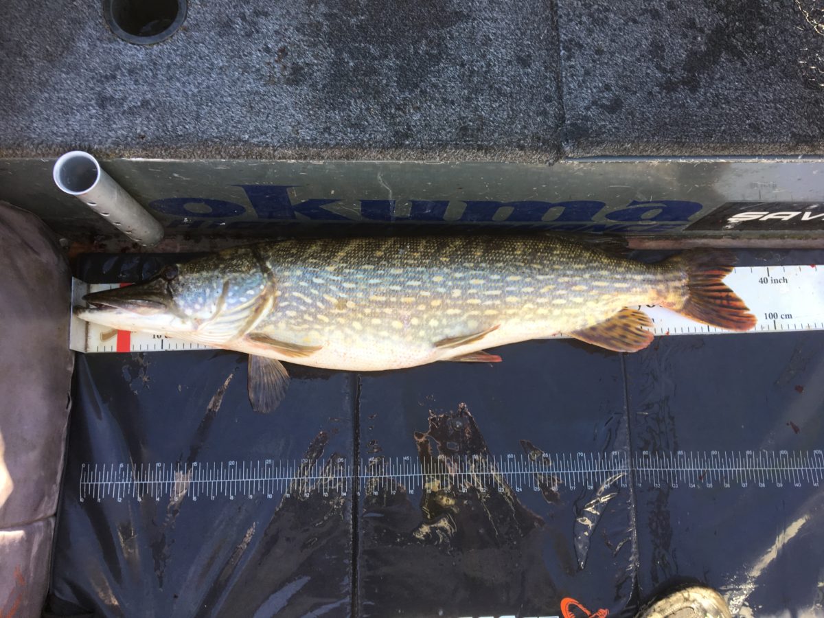 Jan E. Unnestad med ny fin innmelding!