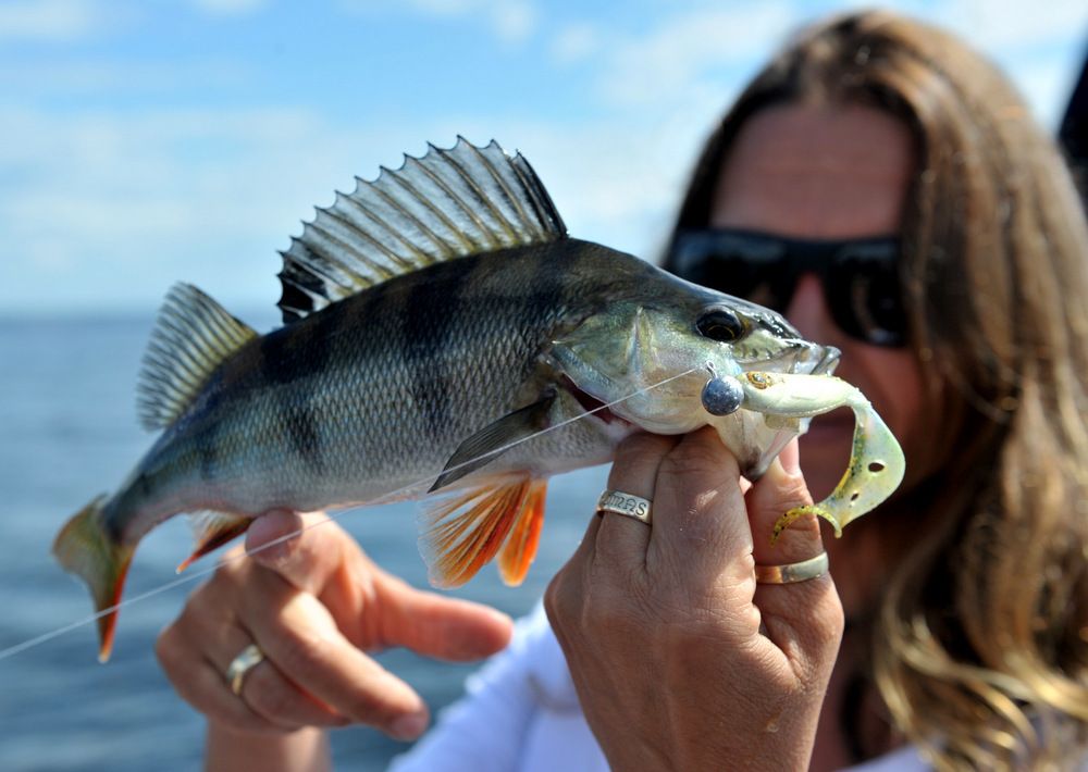 Kristin Roos Aas melder inn sine to første abborer.