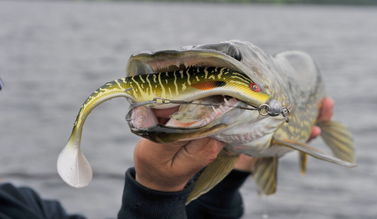 «Nå skal gjedda bort». Det er greit det men kan dere ikke utale dere i litt mer positive ordelag til fordel for gjedda ?